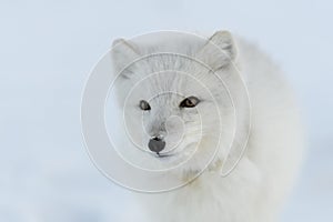 Wild arctic fox with plastic on his neck in winter tundra. Ecology problem. Plastic pollution
