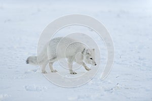 Wild arctic fox with plastic on his neck in winter tundra. Ecology problem. Plastic pollution