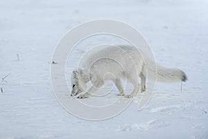 Wild arctic fox with plastic on his neck in winter tundra. Ecology problem. Plastic pollution