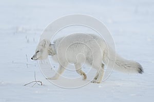 Wild arctic fox with plastic on his neck in winter tundra. Ecology problem. Plastic pollution