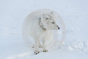 Wild arctic fox with plastic on his neck in winter tundra. Ecology problem. Plastic pollution