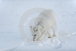 Wild arctic fox with plastic on his neck in winter tundra. Ecology problem. Plastic pollution