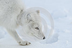 Wild arctic fox with plastic on his neck in winter tundra. Ecology problem. Plastic pollution