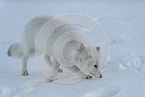 Wild arctic fox with plastic on his neck in winter tundra. Ecology problem. Plastic pollution