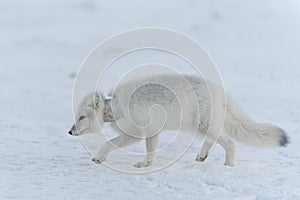 Wild arctic fox with plastic on his neck in winter tundra. Ecology problem. Plastic pollution