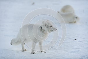 Wild arctic fox with plastic on his neck in winter tundra. Ecology problem. Plastic pollution