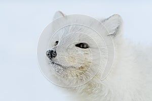 Wild arctic fox Vulpes Lagopus head. Arctic fox close up