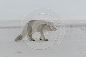 Wild arctic fox Vulpes Lagopus in tundra in winter time