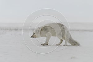 Wild arctic fox Vulpes Lagopus in tundra in winter time