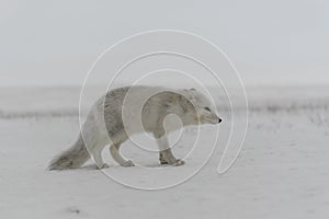 Wild arctic fox Vulpes Lagopus in tundra in winter time