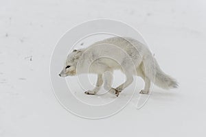 Wild arctic fox Vulpes Lagopus in tundra in winter time