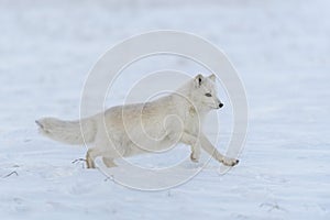 Wild arctic fox Vulpes Lagopus in tundra in winter time. White arctic fox