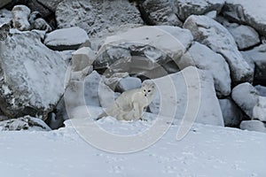 Wild arctic fox Vulpes Lagopus in tundra in winter time. White arctic fox