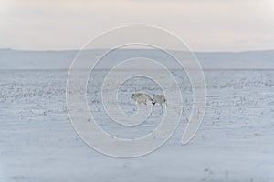 Wild arctic fox Vulpes Lagopus in tundra in winter time. White arctic fox