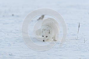 Wild arctic fox Vulpes Lagopus in tundra in winter time. White arctic fox