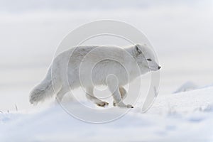 Wild arctic fox Vulpes Lagopus in tundra in winter time. White arctic fox