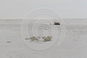 Wild arctic fox Vulpes Lagopus in tundra in winter time. White arctic fox aggressive