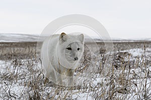Wild arctic fox Vulpes Lagopus in tundra in winter time. White arctic fox close up