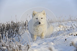 Wild arctic fox Vulpes Lagopus in tundra in winter time. White arctic fox close up