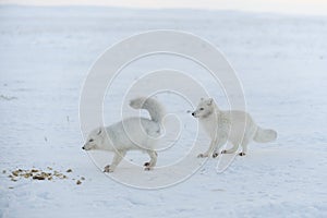 Wild arctic foxes eating in tundra in winter time