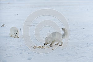 Wild arctic foxes eating in tundra in winter time