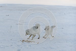 Wild arctic foxes eating in tundra in winter time