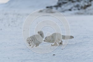 Wild arctic foxes fighting in tundra in winter time. White arctic fox aggressive