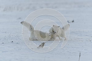 Wild arctic foxes fighting in tundra in winter time. White arctic fox aggressive