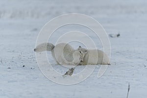 Wild arctic foxes fighting in tundra in winter time. White arctic fox aggressive