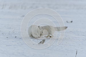 Wild arctic foxes fighting in tundra in winter time. White arctic fox aggressive