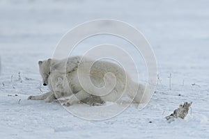 Wild arctic foxes fighting in tundra in winter time. White arctic fox aggressive