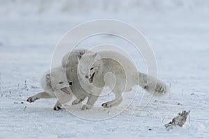 Wild arctic foxes fighting in tundra in winter time. White arctic fox aggressive