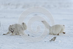 Wild arctic foxes fighting in tundra in winter time. White arctic fox aggressive