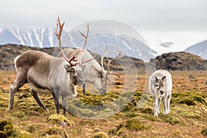 Wild Arctic reindeer family - Svalbard photo