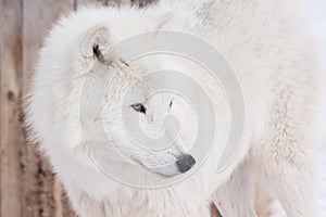 Wild arctic wolf close up. Animals in wildlife. Polar wolf or white wolf.