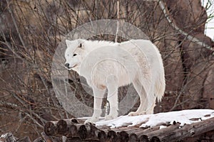 Wild arctic wolf is standing on wooden logs. Animals in wildlife. Polar wolf or white wolf.