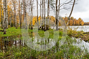 The wild area in beautiful forest in Autumn, Specular reflection in water, Valday national park, yellow leafs at the