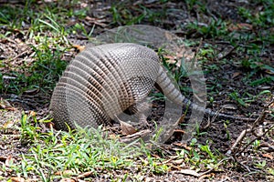 wild armadillo looking for food