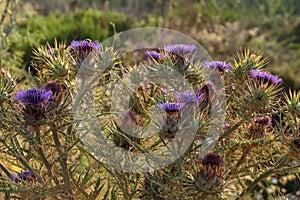 Wild artichoke thistle Cynara cardunculus  with multiple capitula