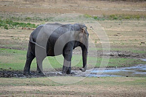 Wild Asian Elephant