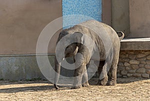 Wild Asian elephant baby are walking on the street