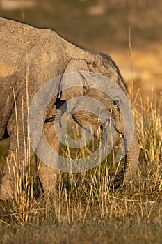 wild asian elephant calf or Elephas maximus indicus baby face closeup at dhikala zone of jim corbett national park uttarakhand