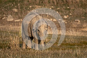 Wild asian elephant calf or tusker portrait walking head on with grass in his trunk at dhikala zone of jim corbett national park