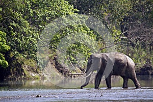 Wild asian elephant crossing the river at Bardia national park, , Nepal