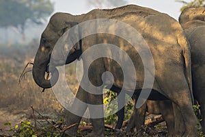 Wild asian elephant eating bark of tree at dhikala zone of jim corbett national park uttarakhand india - Elephas maximus indicus