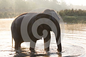 Wild Asian Elephant