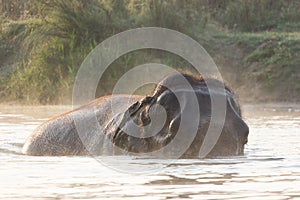 Wild Asian Elephant