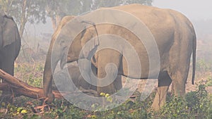 wild asian elephant or Elephas maximus indicus family herd with playful calf or baby close up eating bark of tree at dhikala zone