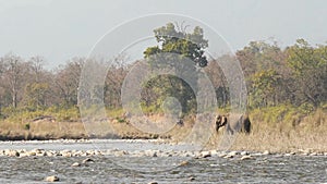 wild asian elephant or Elephas maximus indicus feeding grass with trunk in natural green ramganga river landscape at jim corbett