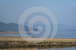 Wild asian elephant family or herd with baby elephants or calf on ramganga river reservoir at dhikala zone of jim corbett national